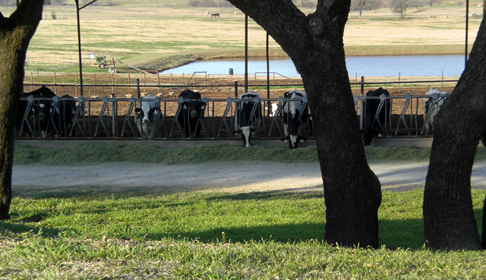 Bengal Kittens for sale near me